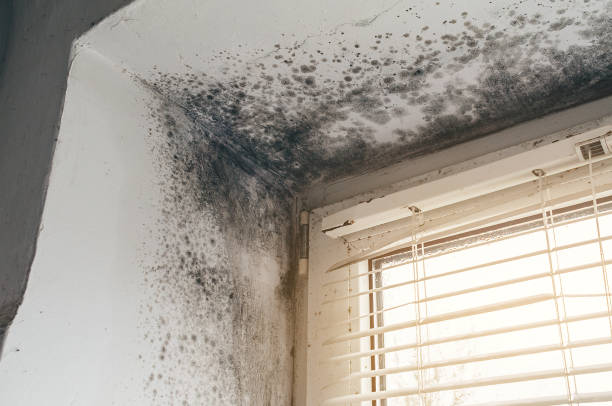 Affordable Mold Cleanup solutions in Conklin, MI